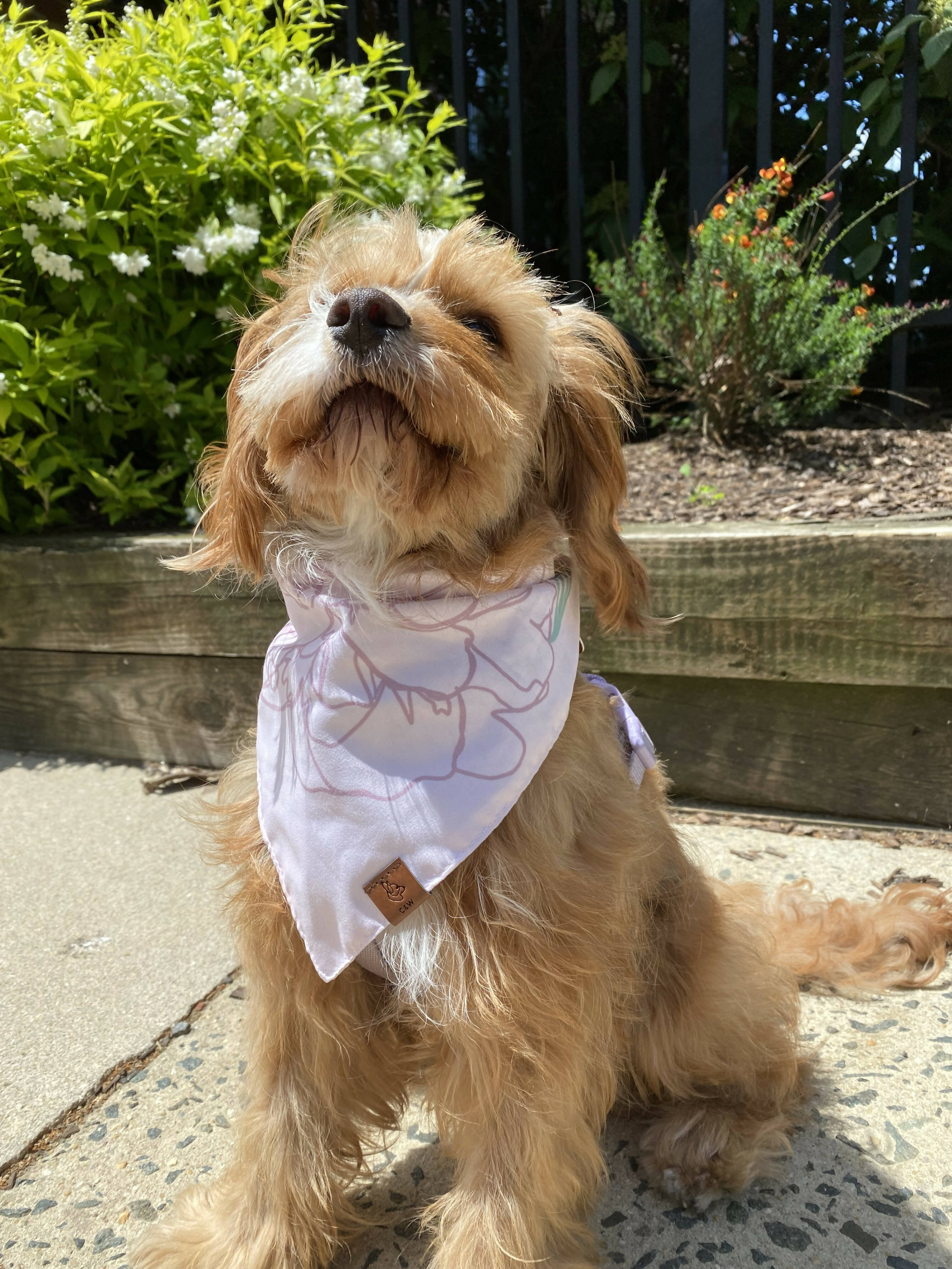 Dog bandana with sales clip